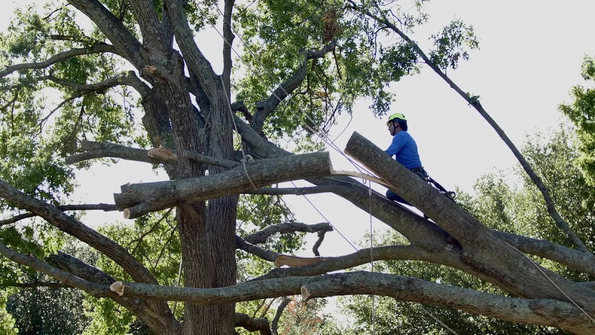 Professional Hazardous Tree Removal performed by certified arborists in Webb