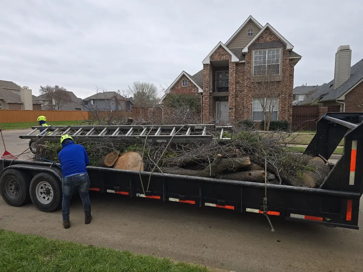 Expert Tree Removal with proper safety equipment in Webb
